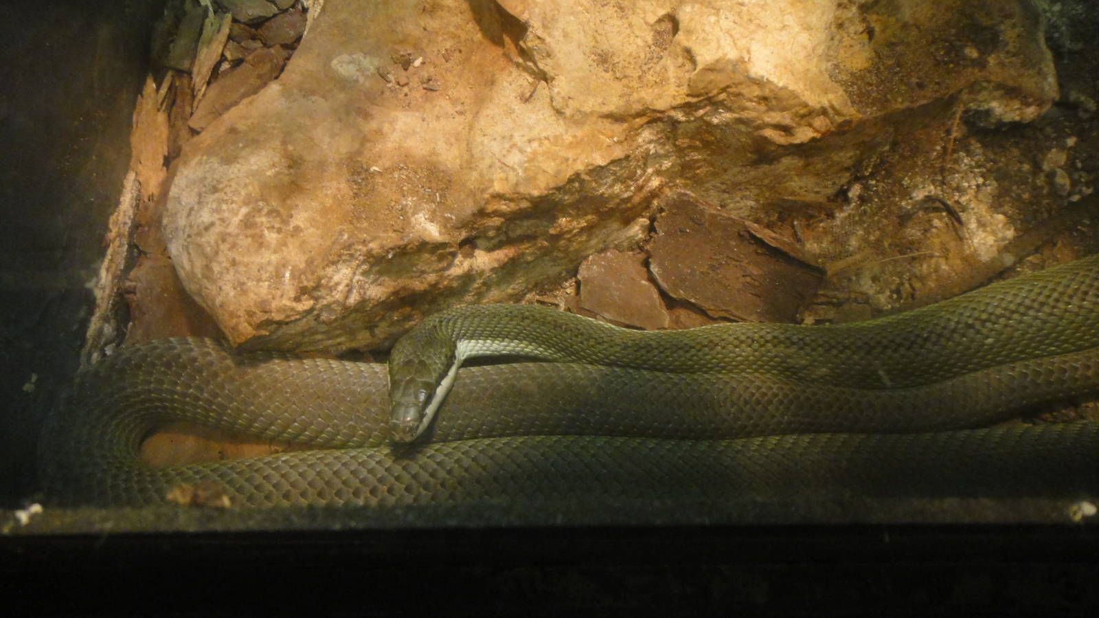 Argentine Racer at Dallas zoo 2015-03-12