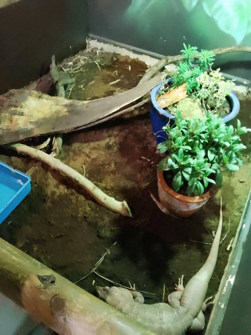 Argentine red tegu Exhibit