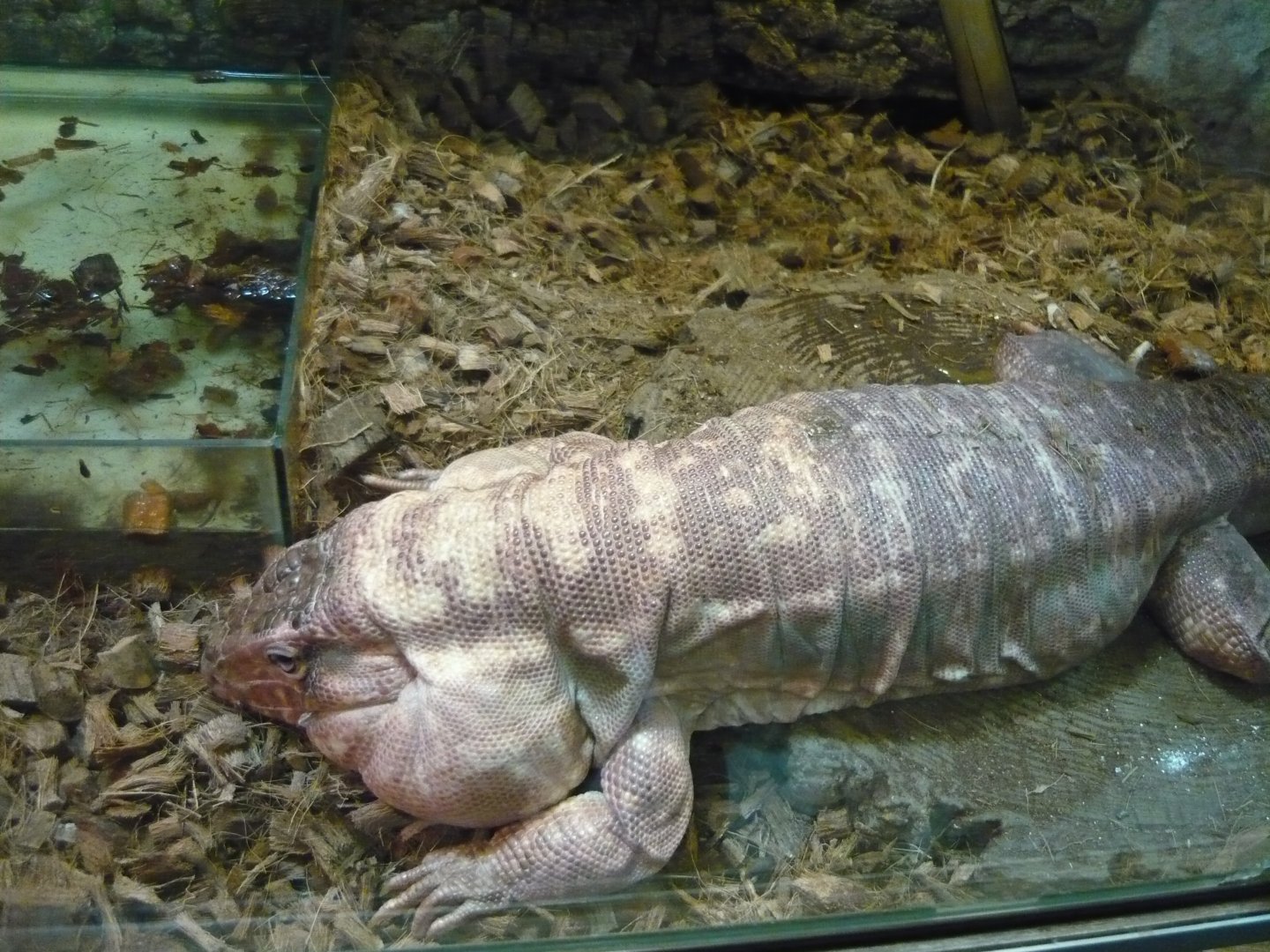 Argentine red tegu (Salvator rufescens)