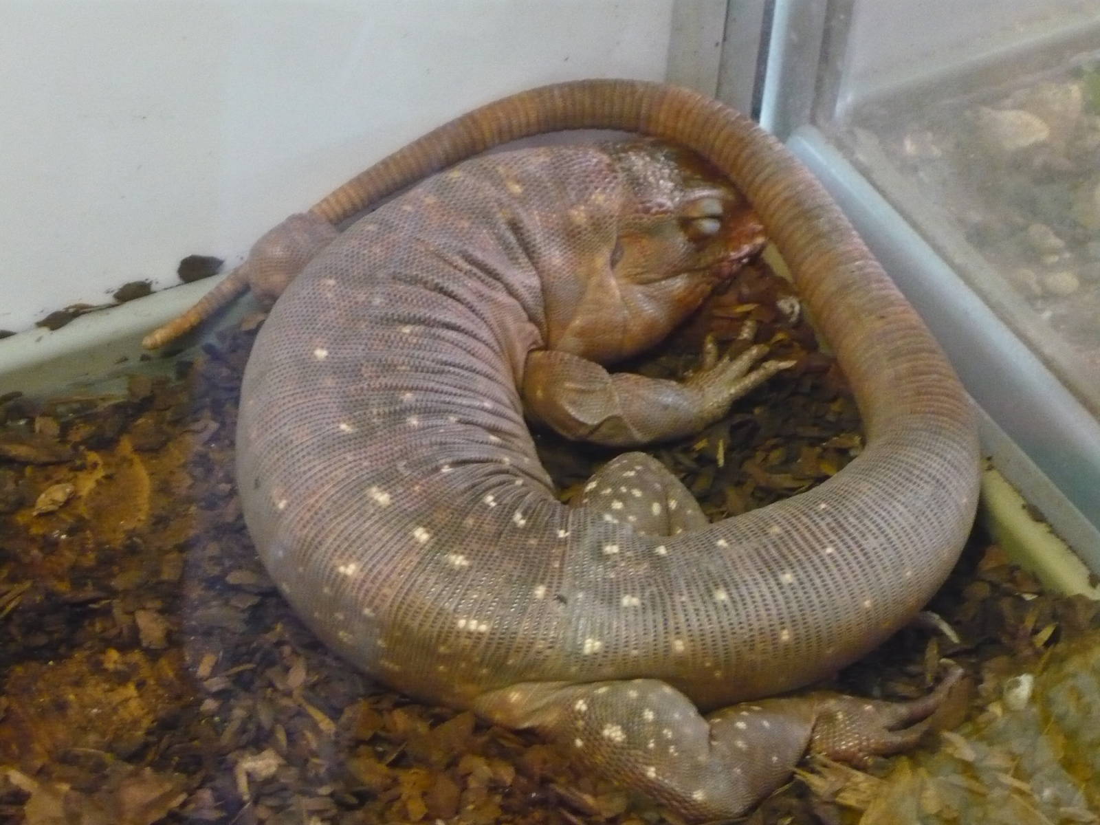 Argentine red tegu (Tupinambis rufescens)