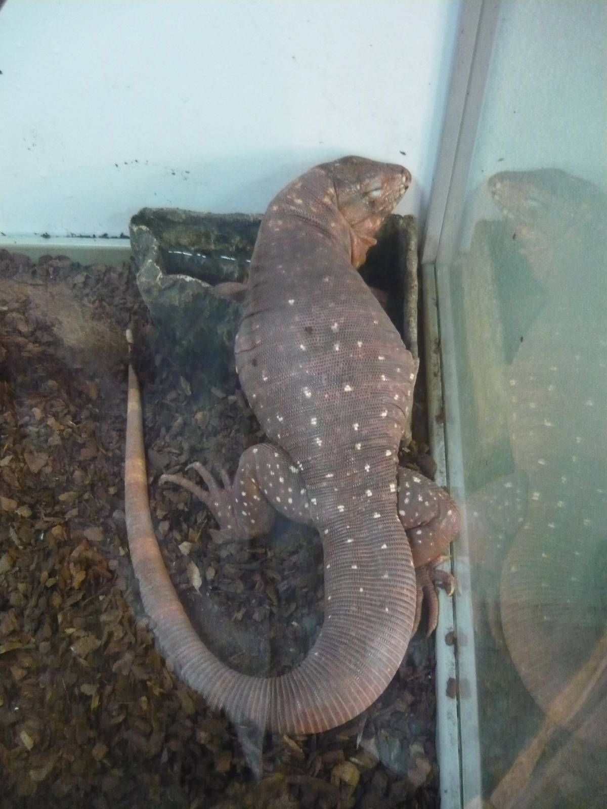 Argentine red tegu (Tupinambis rufescens)