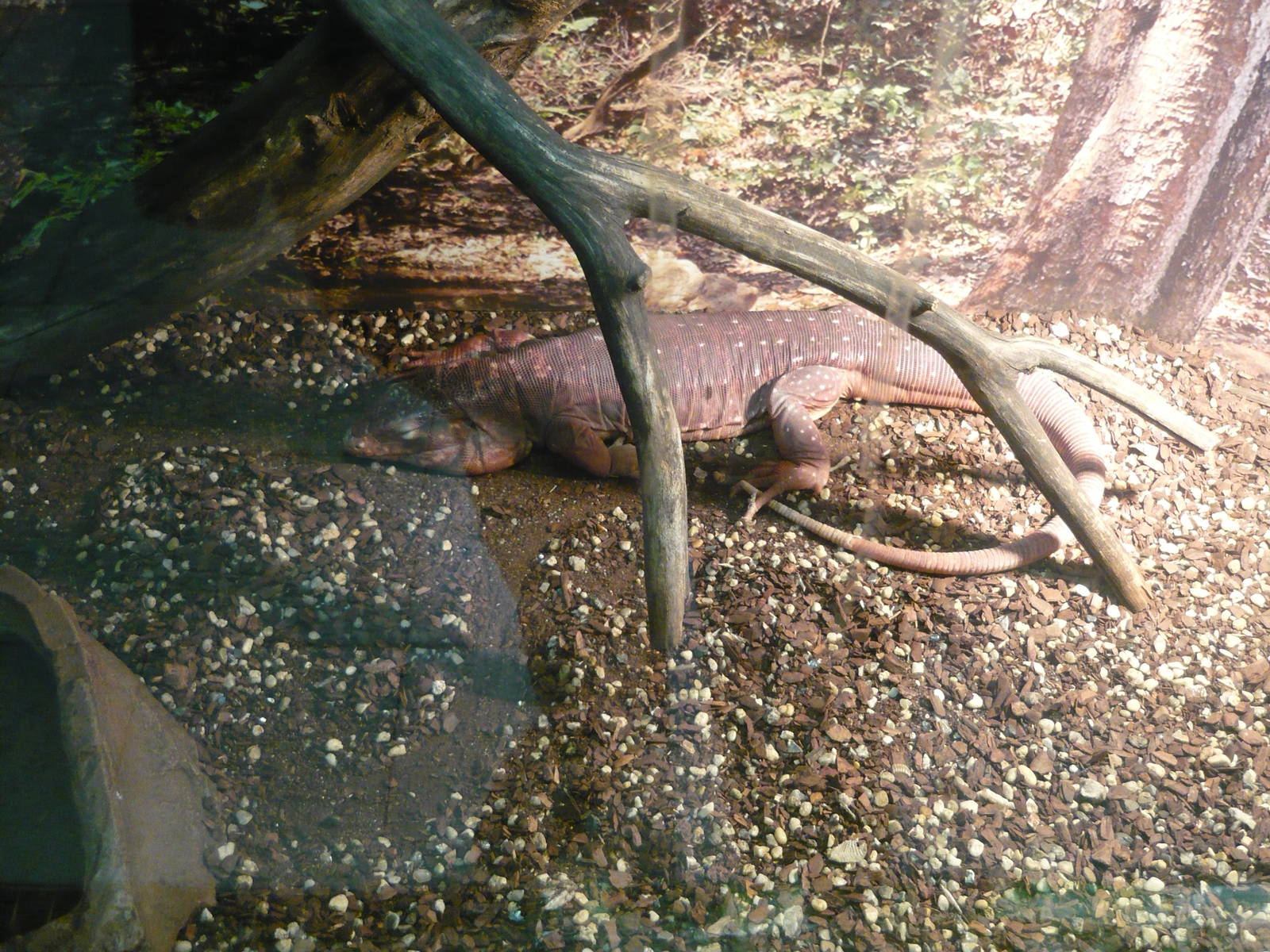 Argentine red tegu (Tupinambis (=Salvator) rufescens)