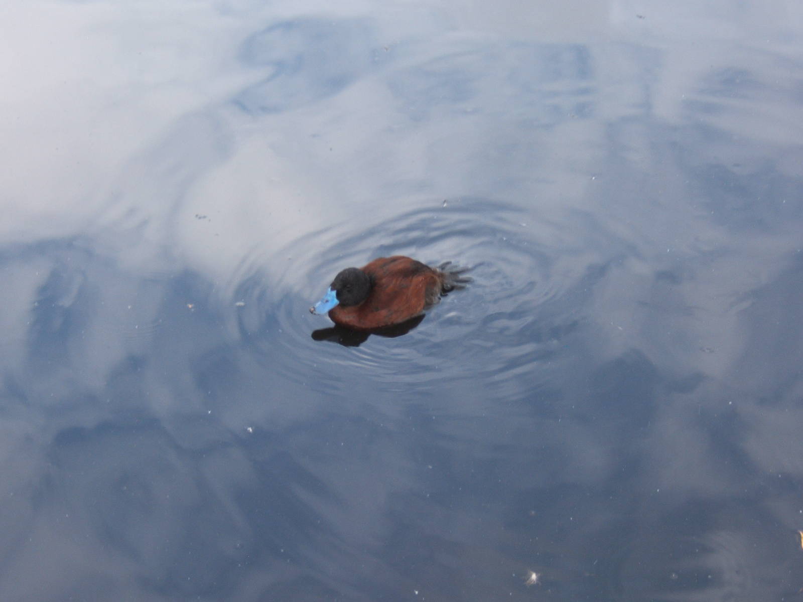 Argentine Ruddy Duck