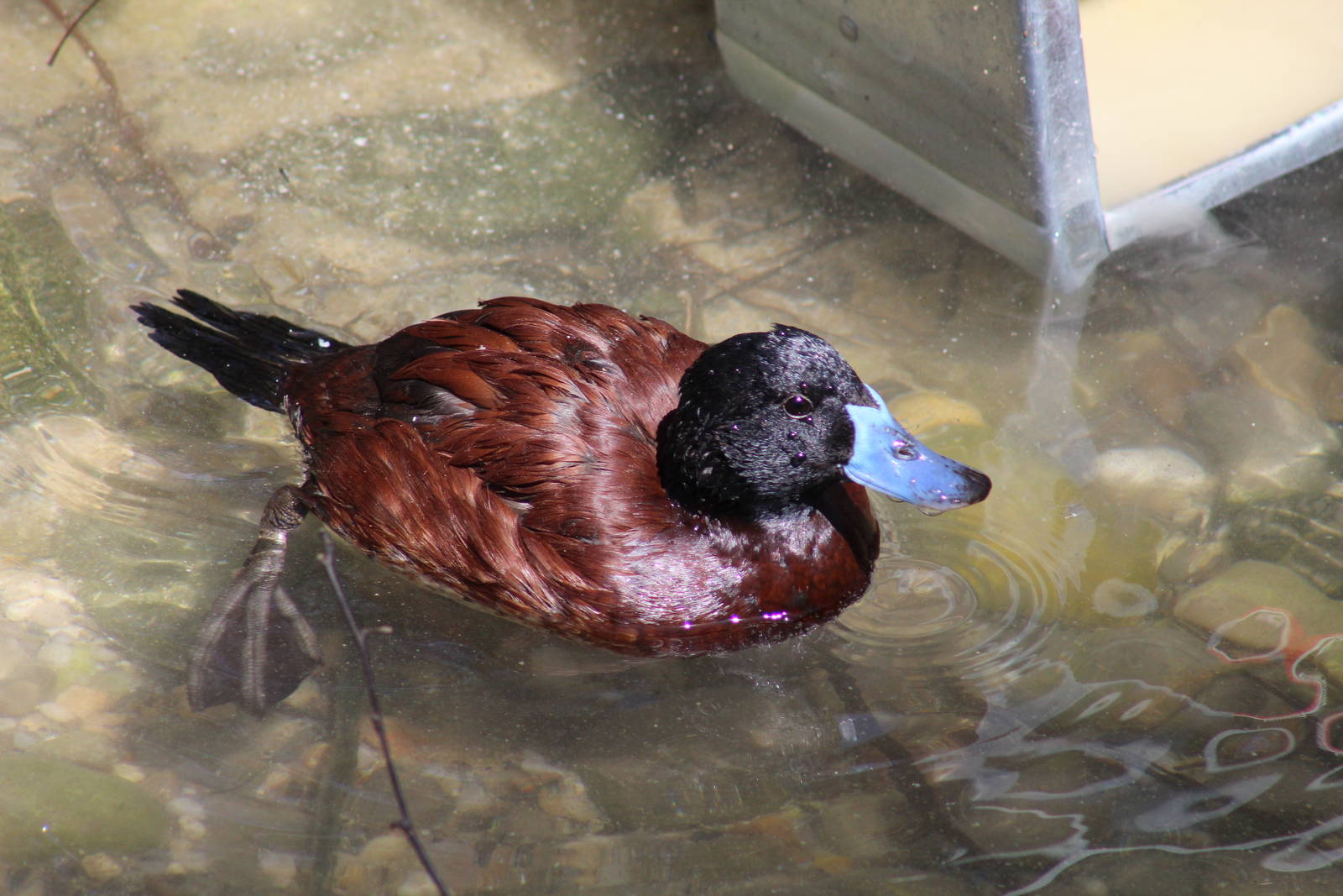 Argentine Ruddy Duck