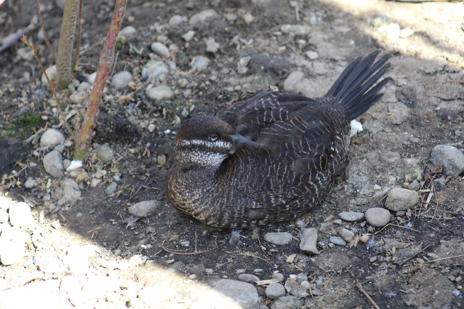 Argentine Ruddy Duck