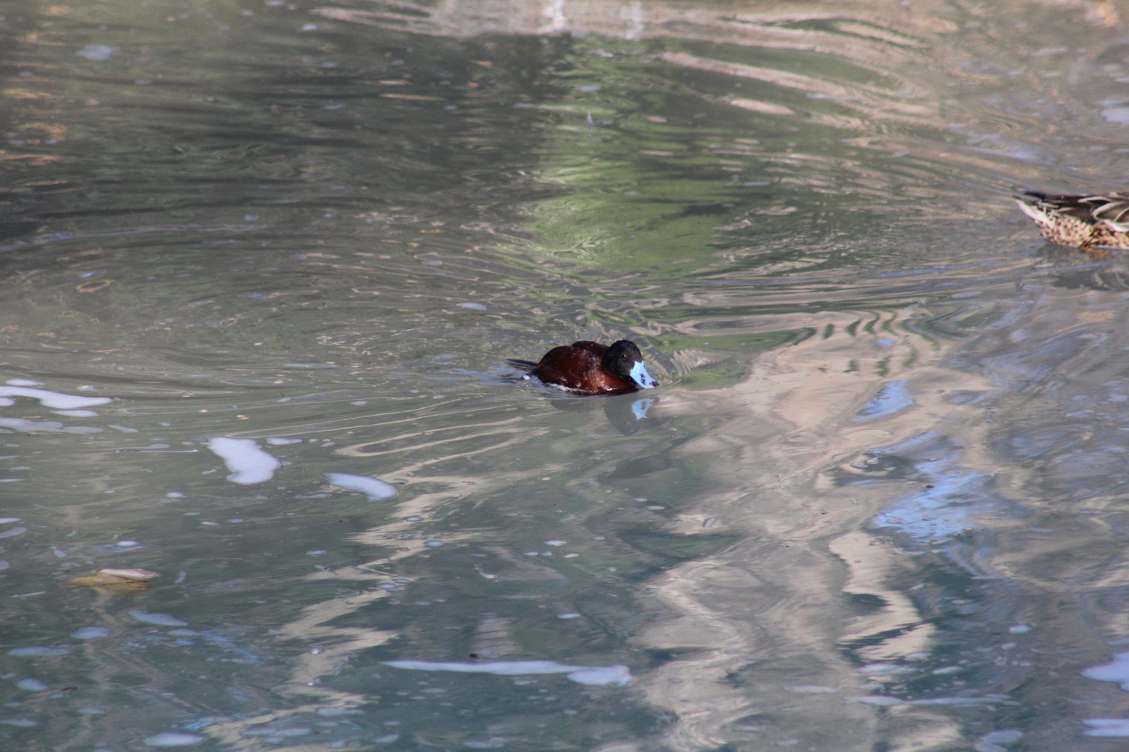 Argentine Ruddy Duck