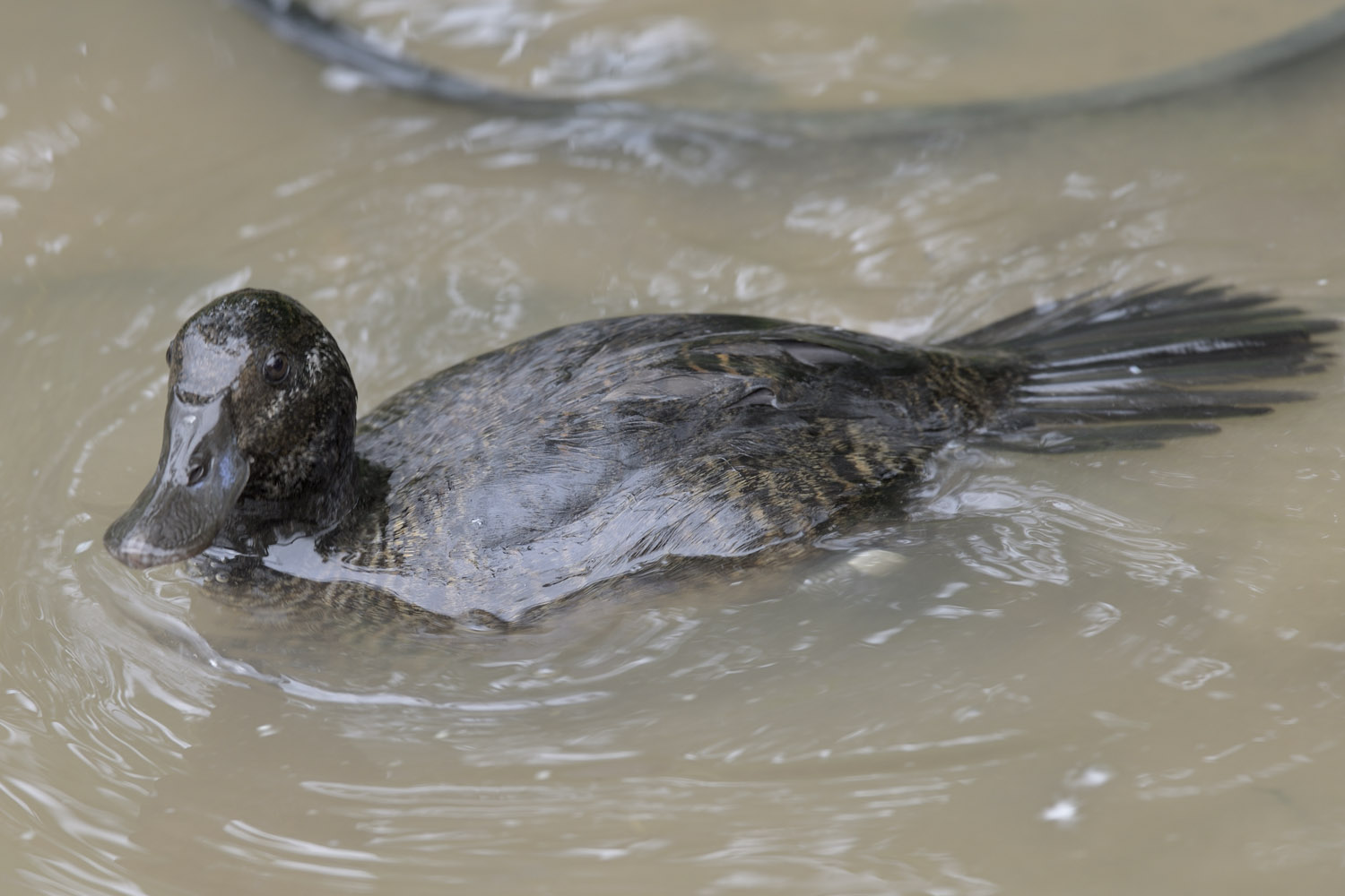 Argentine ruddy duck