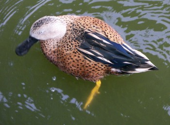 Argentine Shoveler (Anas platalea)