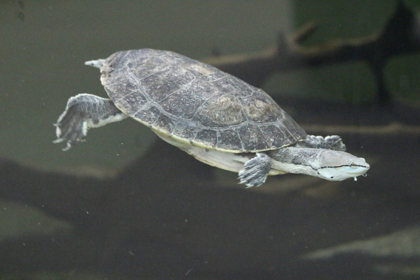 Argentine Side-necked Turtle @ Crocs of the World 23.09.2016