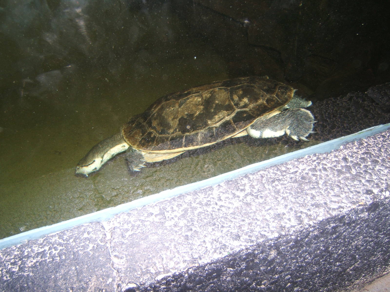 Argentine Side-necked Turtle (Phrynops hilarii)