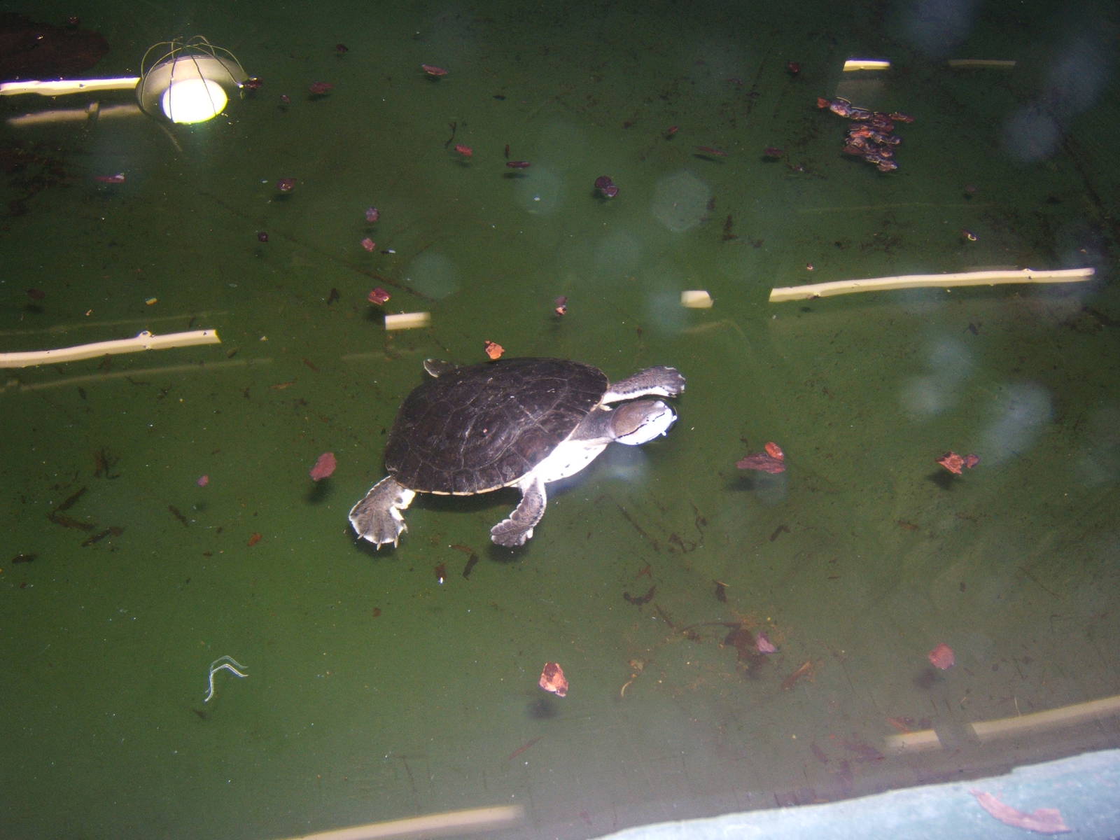 Argentine Side-necked Turtle