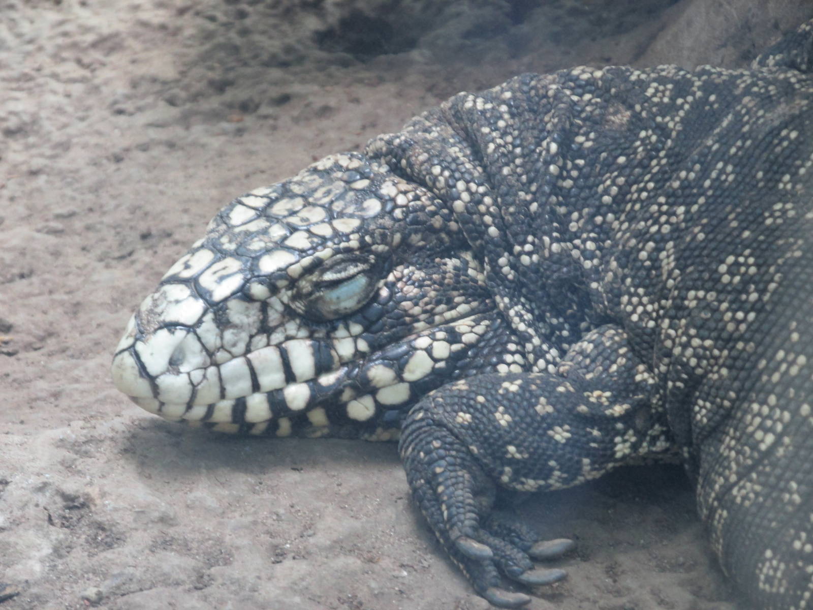 argentine tegu BA zoo