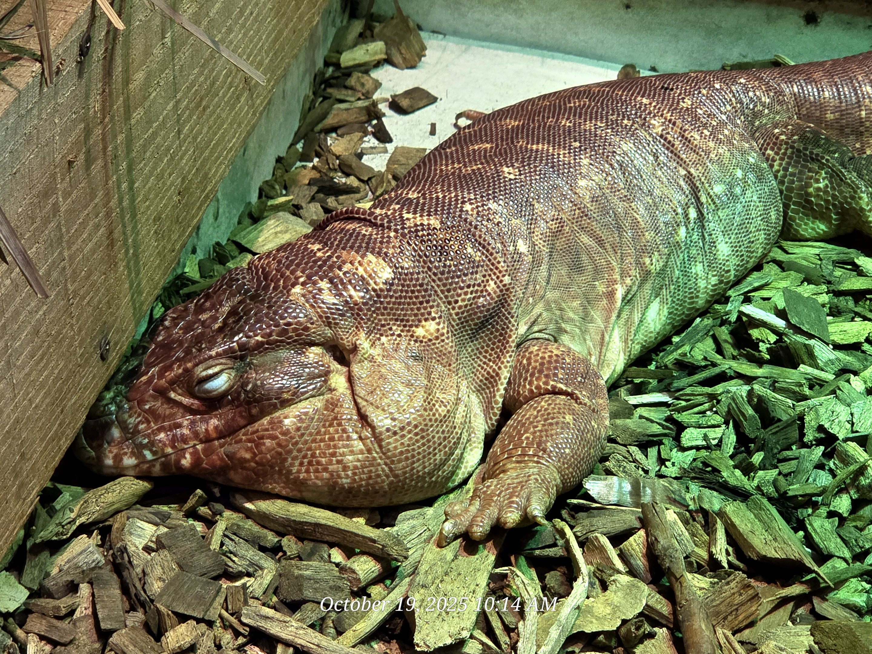 Argentine Tegu - Rainforest Adventures