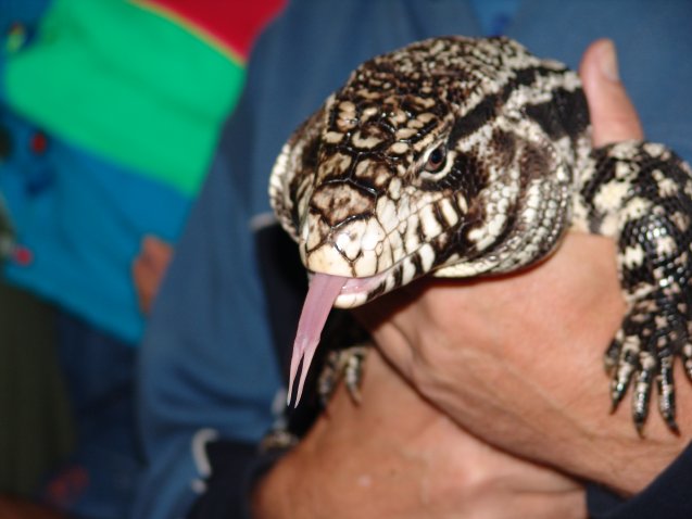 Argentine Tegu