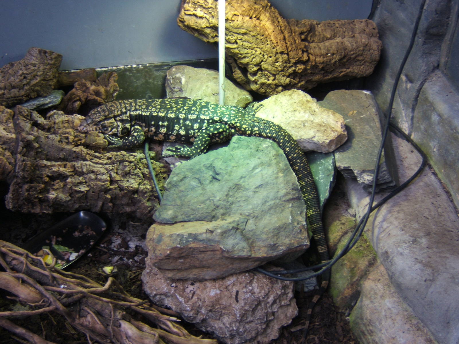 Argentine Tegu