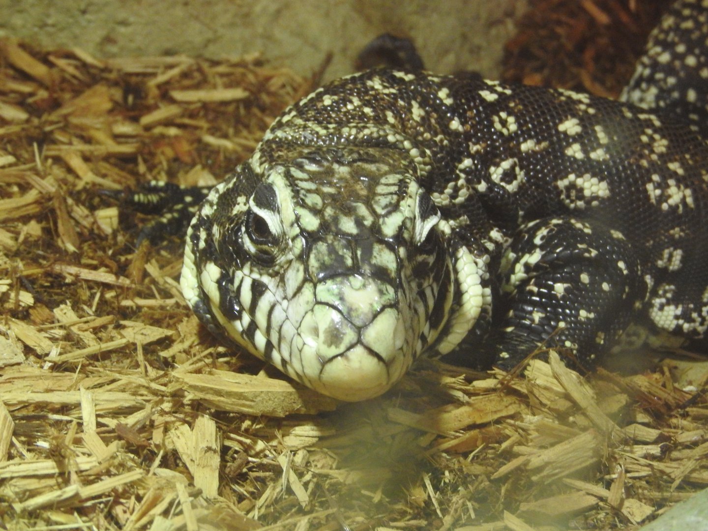 Argentine Tegu