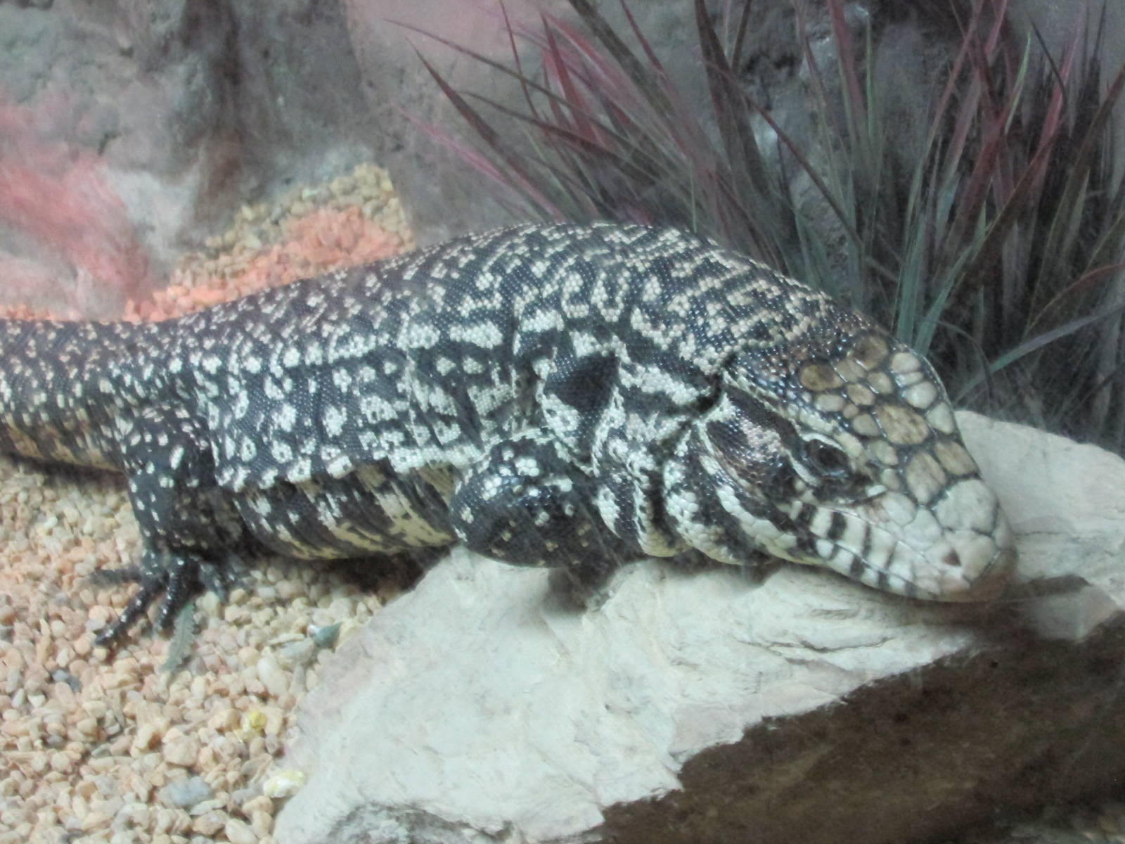 argentine teju lizard chapultepec zoo