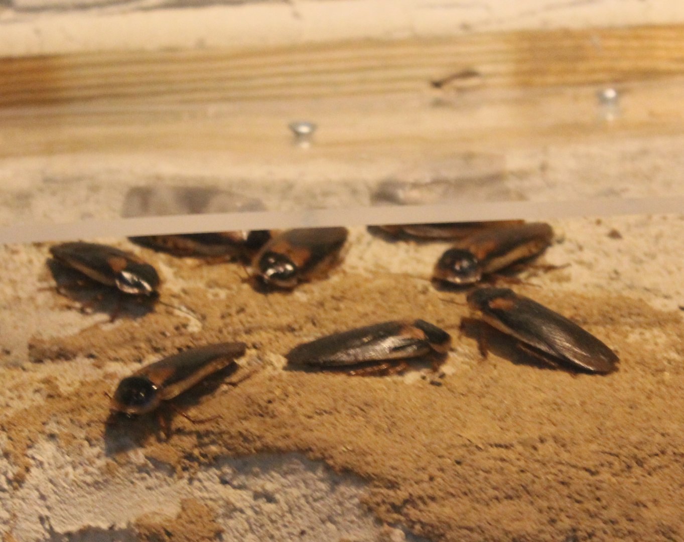 Argentinean cockroaches