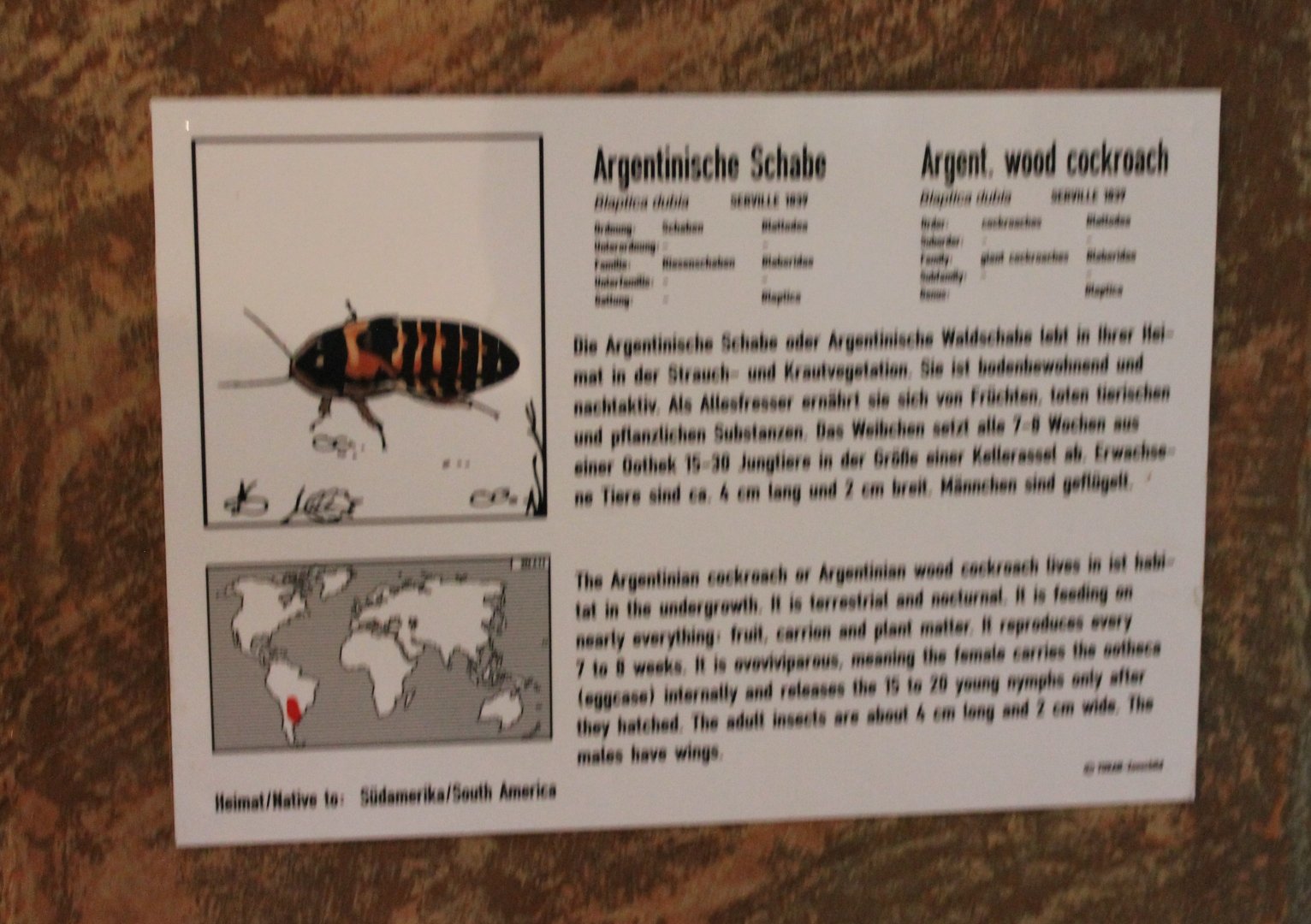 Argentinean wood cockroach-sign
