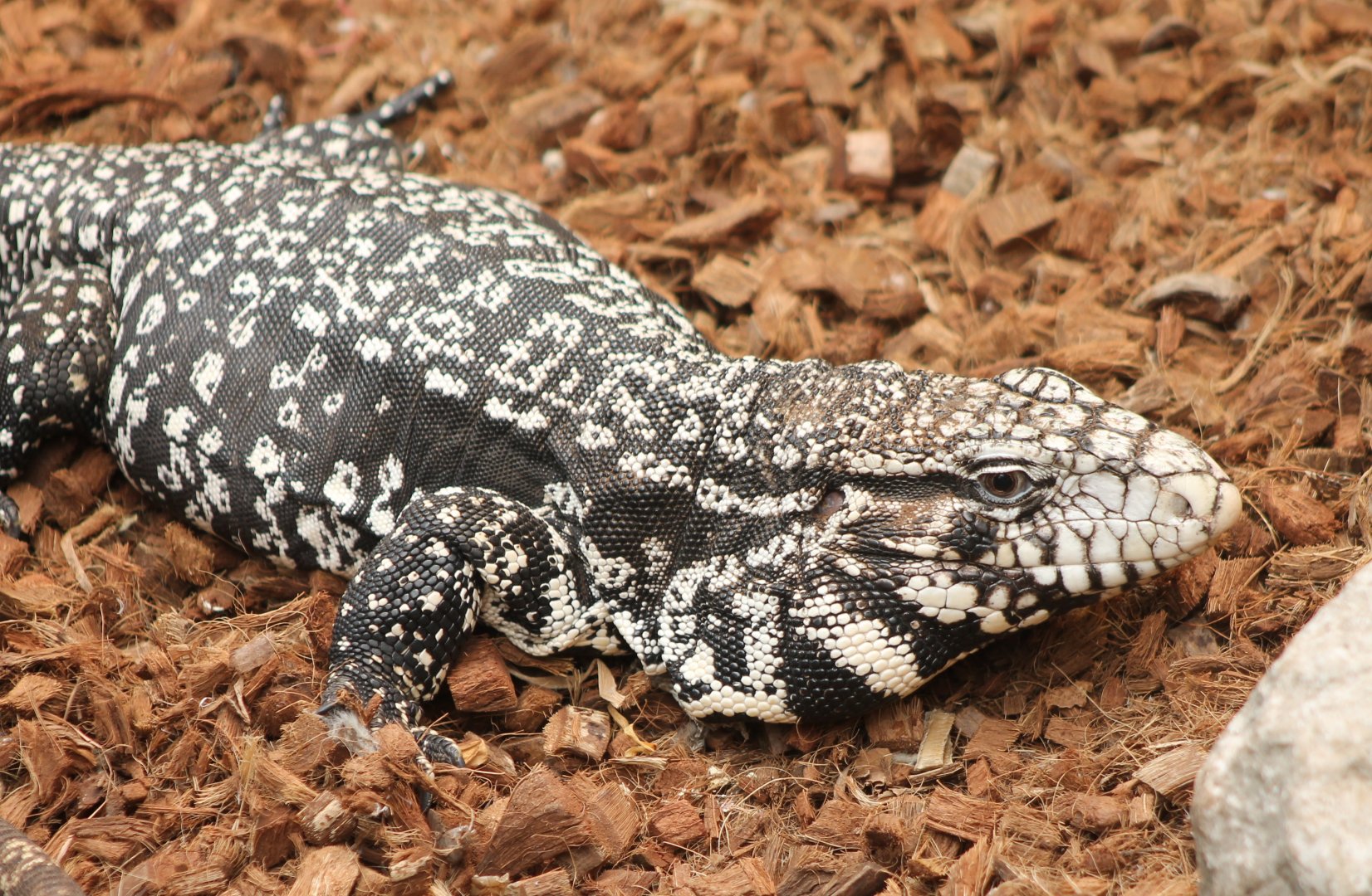 Argentinian black and white tegu
