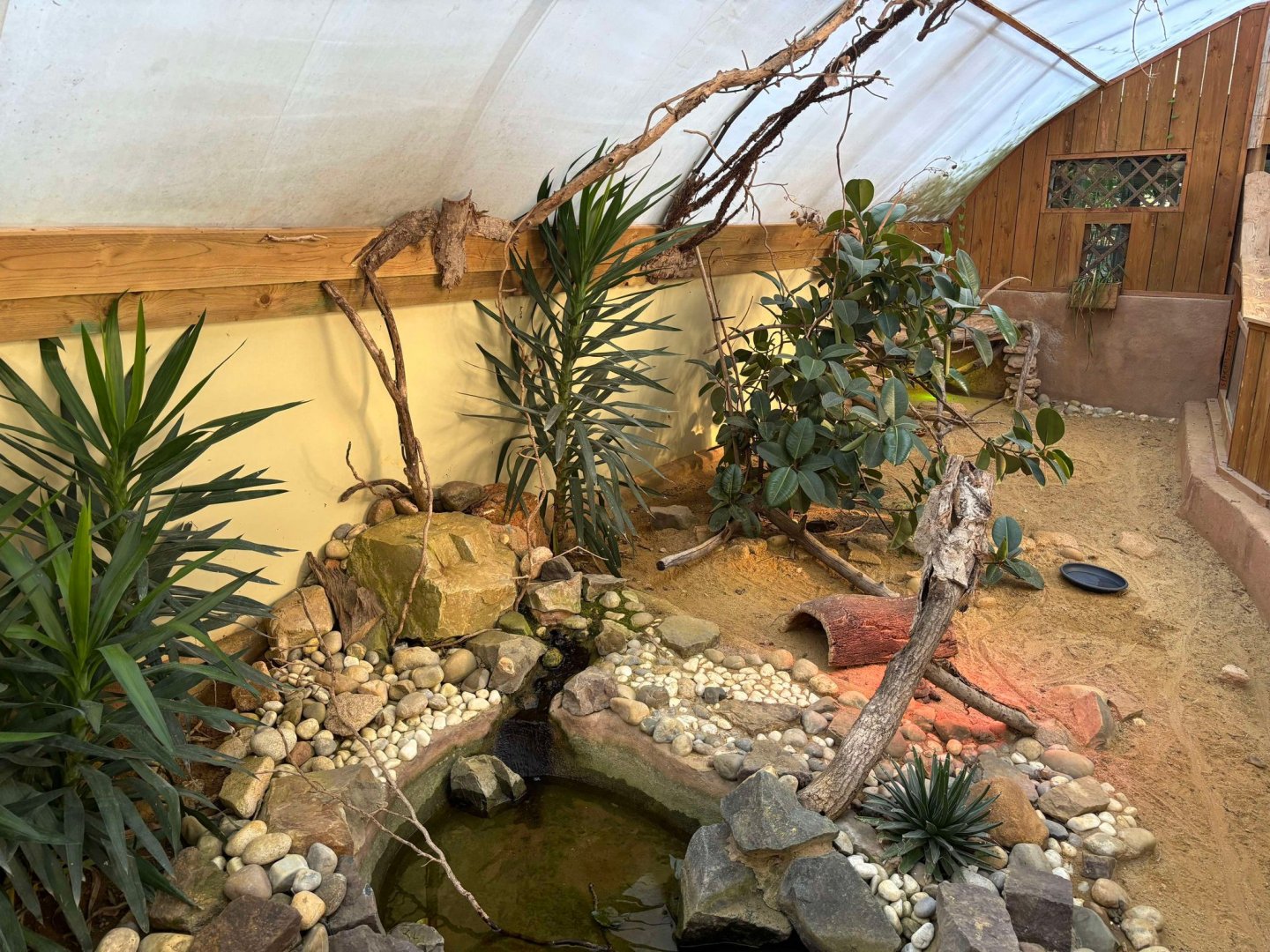 Argentinian Black and White Tegu