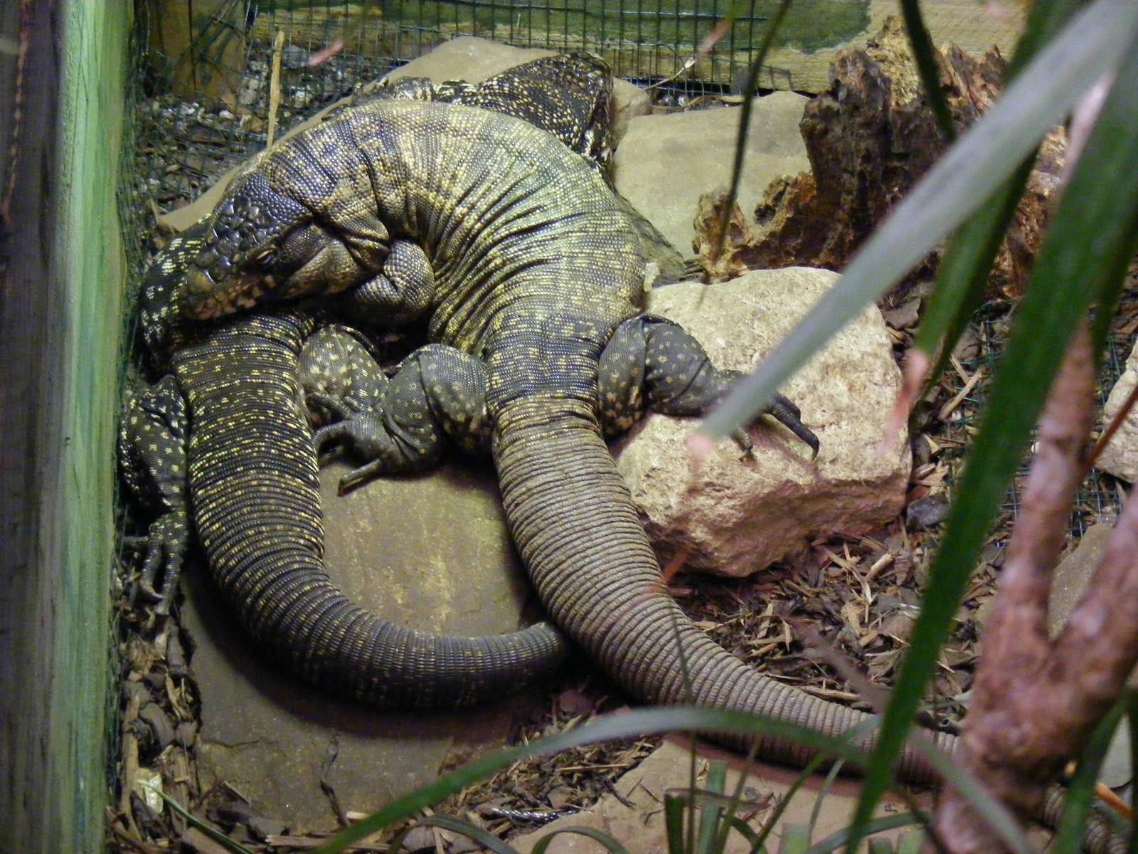 Argentinian black and white tegus at Paradise Wildlife Park, 5 September 20