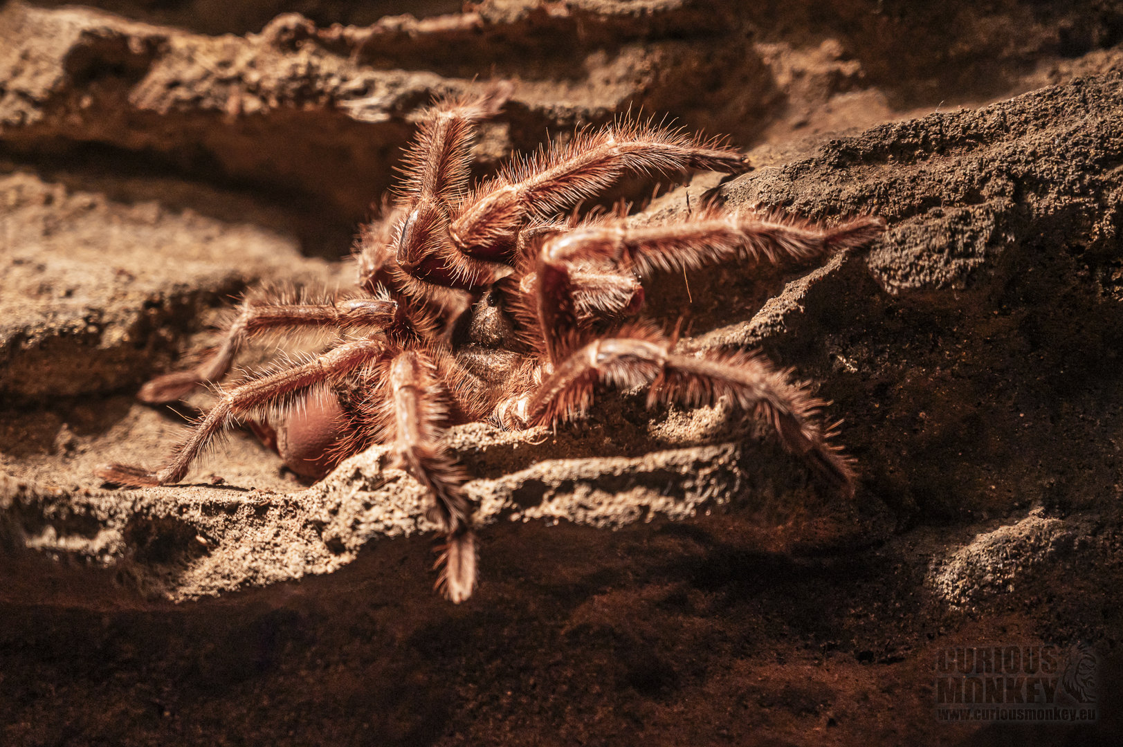 Argentinian Black Tarantula (grammostola iheringi) 10/20