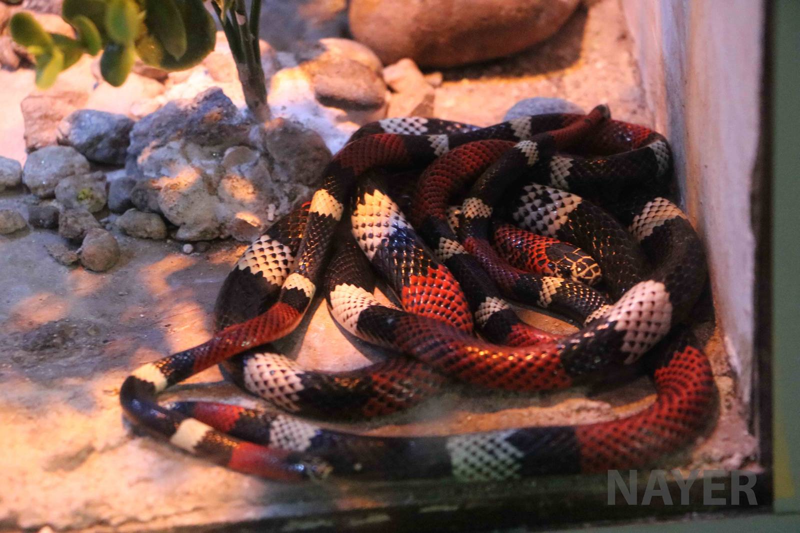 Argentinian coral snake, Serpentario Machaqway - April 2016.