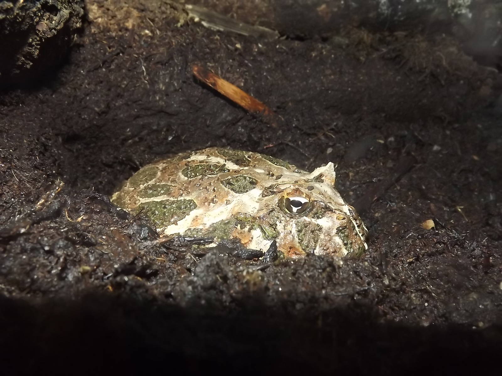 Argentinian Horned Frog at Knowsley Safari Park 08/09/12