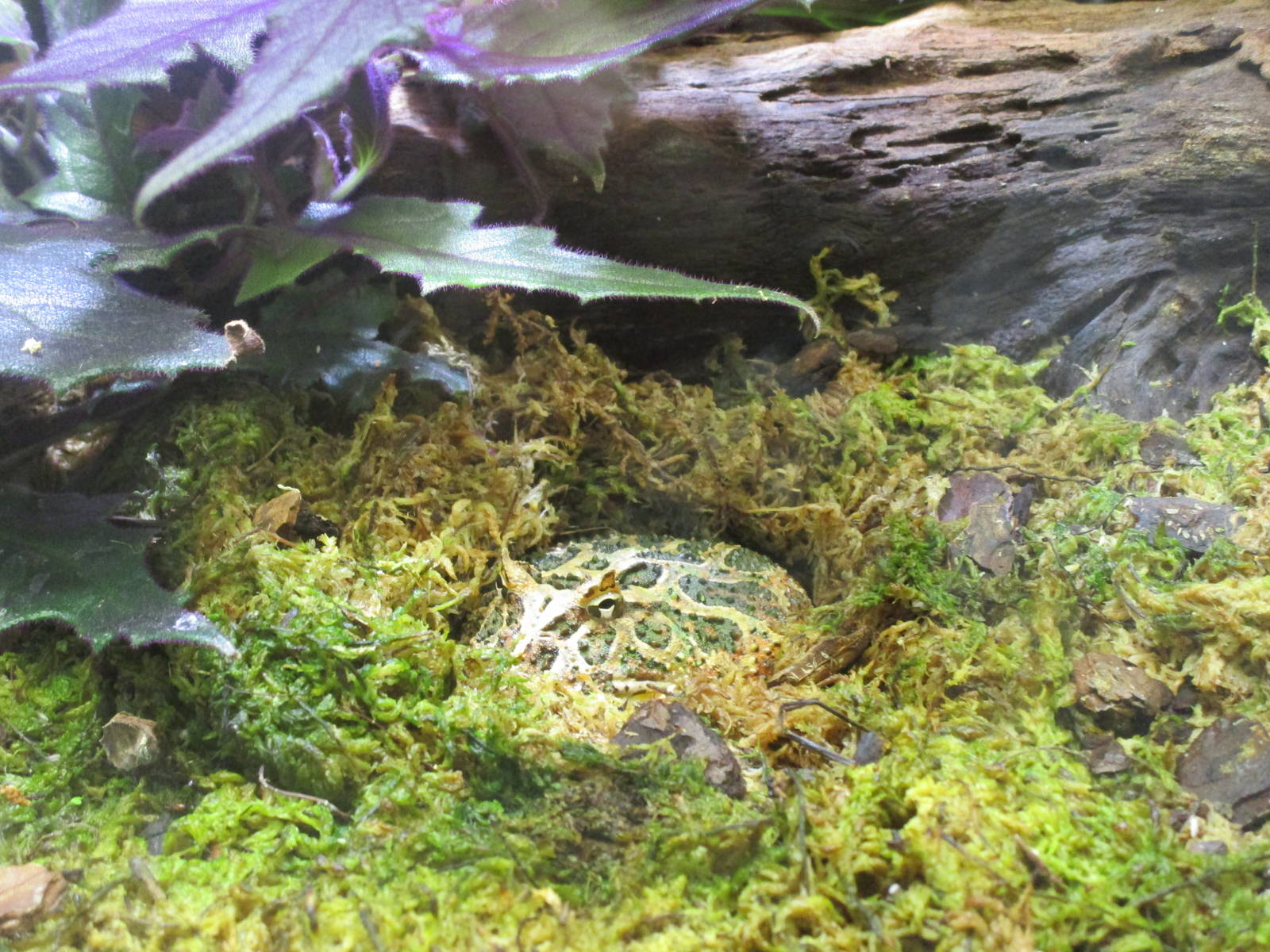 Argentinian Horned Toad - 24/03/15