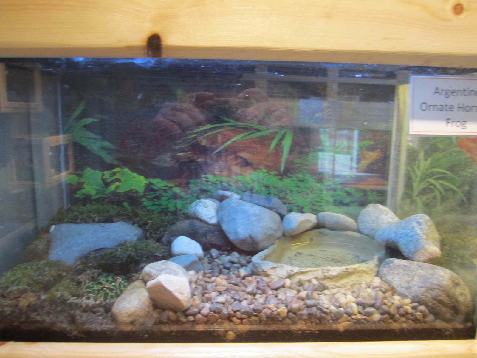 Argentinian Ornate Horned Frog Exhibit