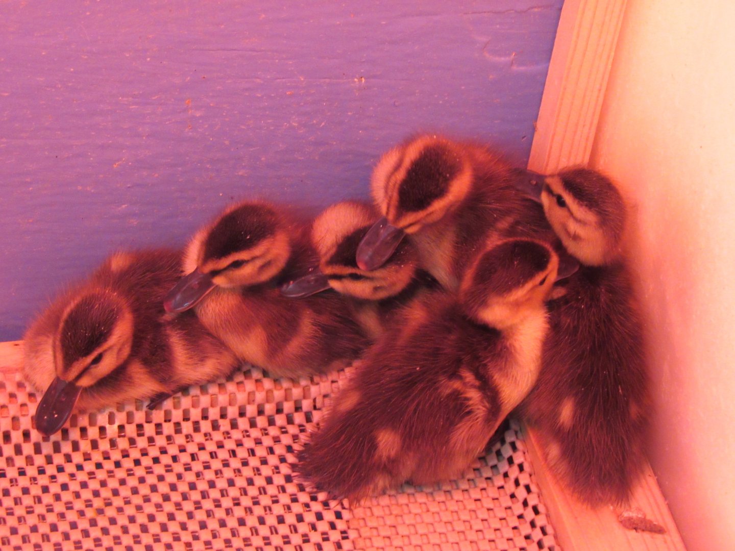 Argentinian red shovellers and southern pochard chicks