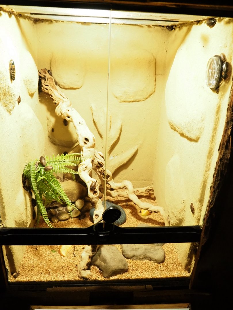 Argentinian wood roach (Blaptica dubia) terrarium