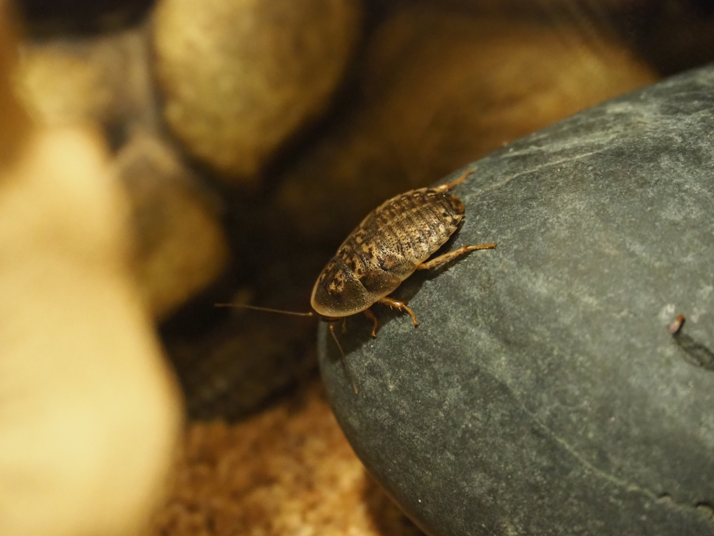 Argentinian wood roach (Blaptica dubia)