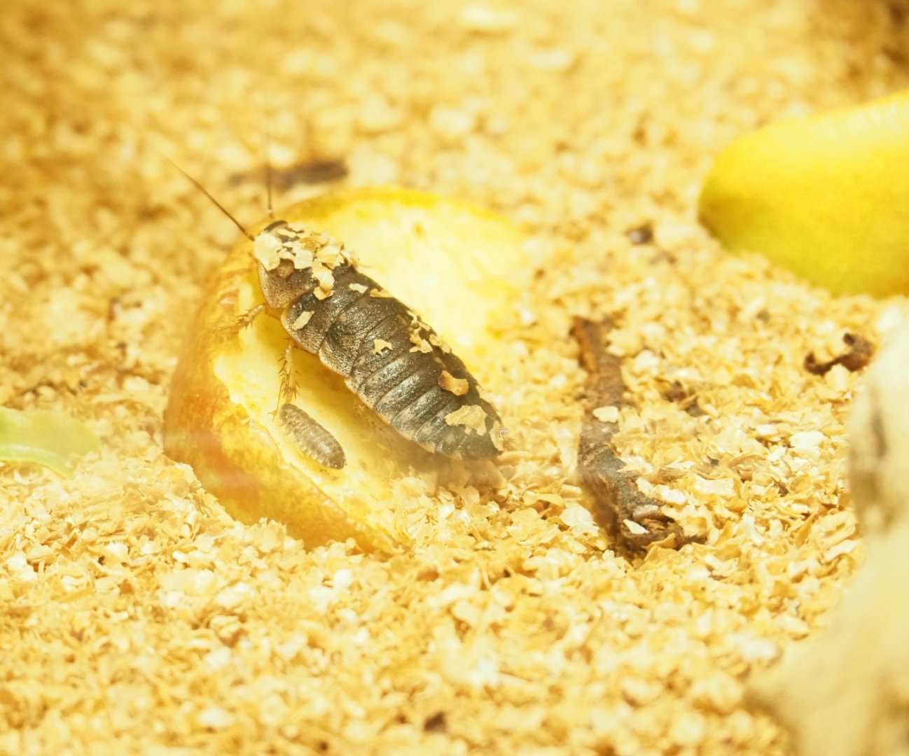 Argentinian wood roaches (Blaptica dubia)