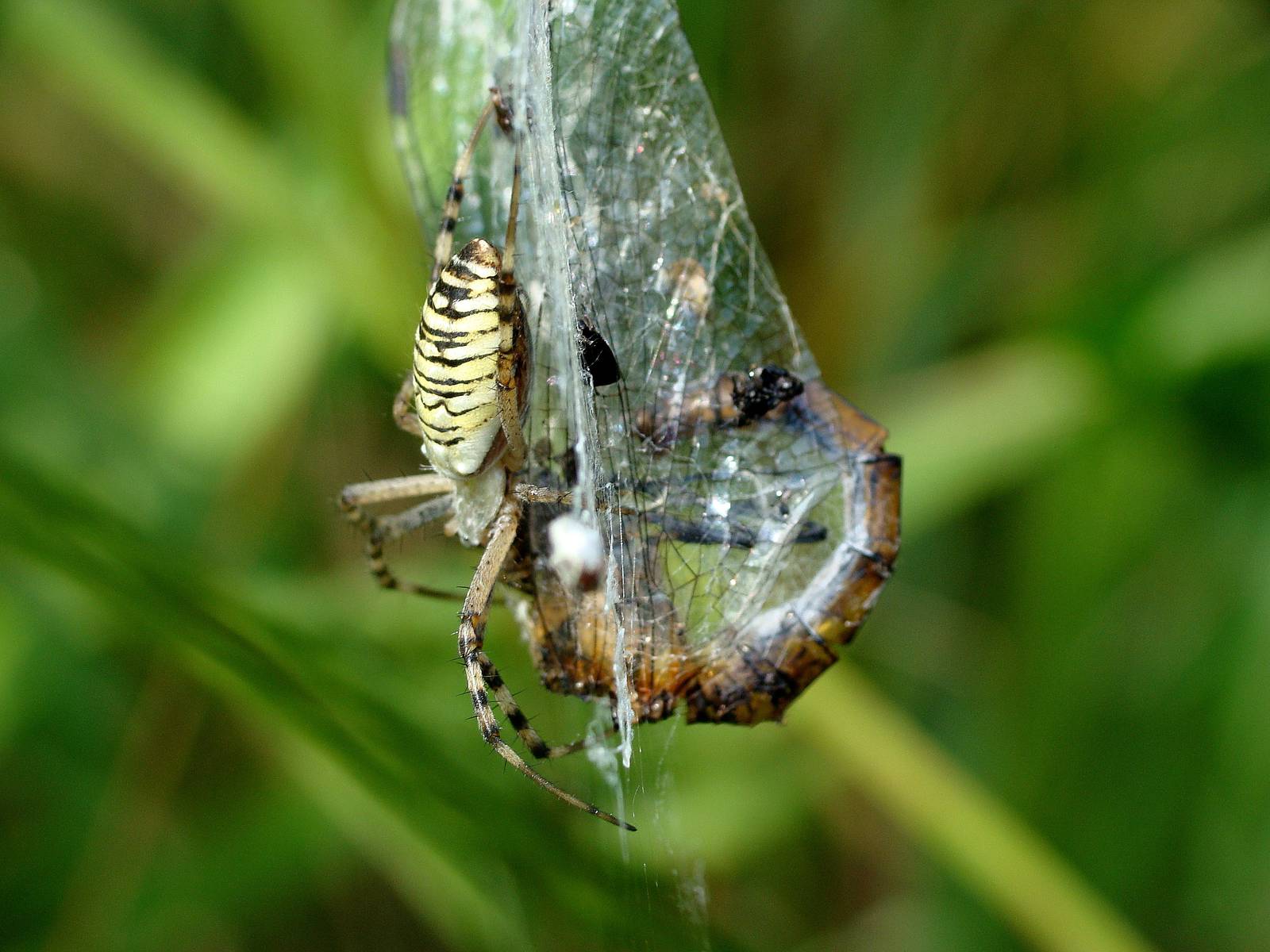 Argiope bruennichi