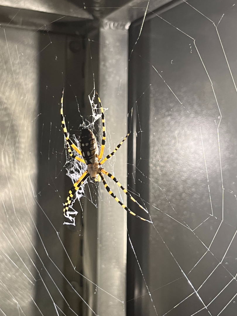 Argiope sp. ID