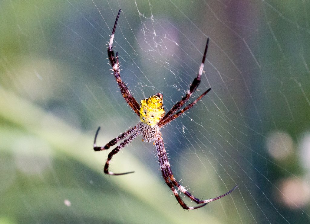 Argiope spider