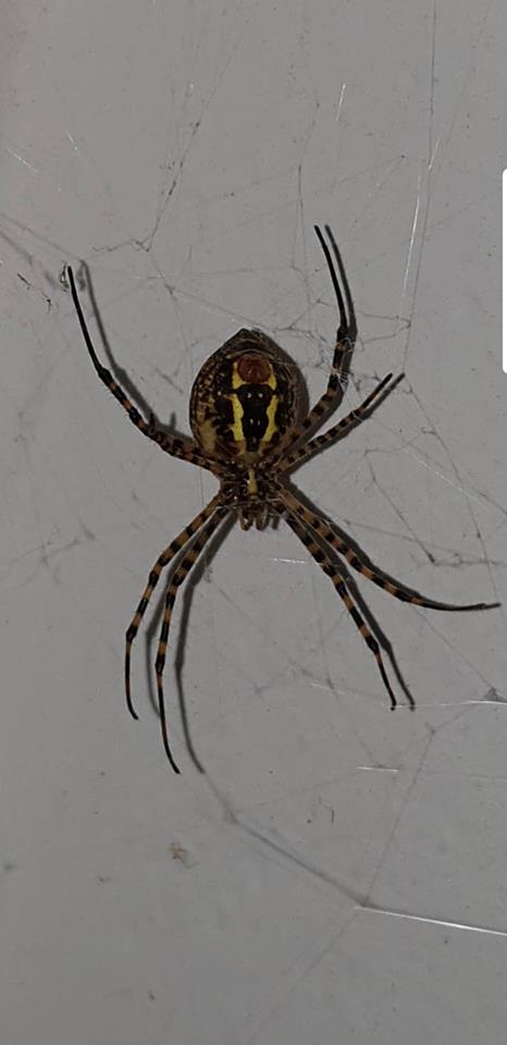 Argiope trifasciata