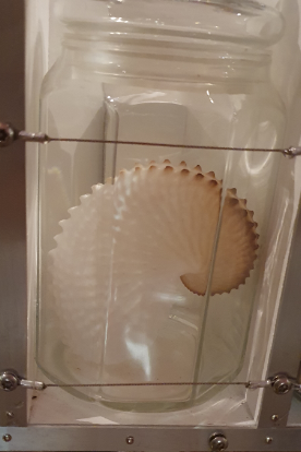 Argonaut Shell - Tasmanian Museum and Art Gallery