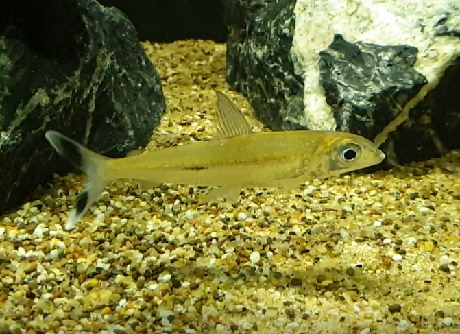 Argonectes longiceps
