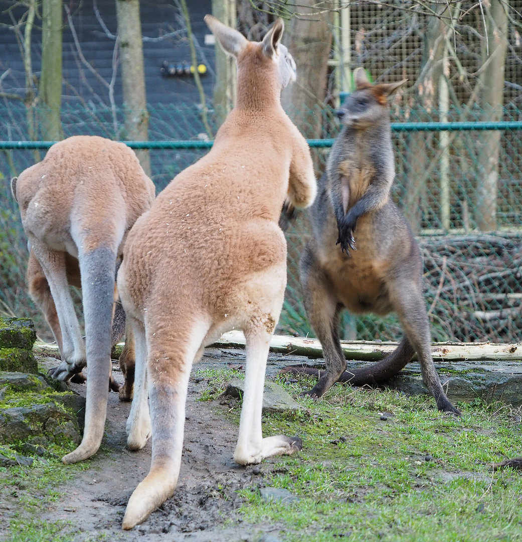 Argument between Red kangaroo (Osphranter rufus) and Swamp wallaby (Wallabia bicolor), 2022-01-02
