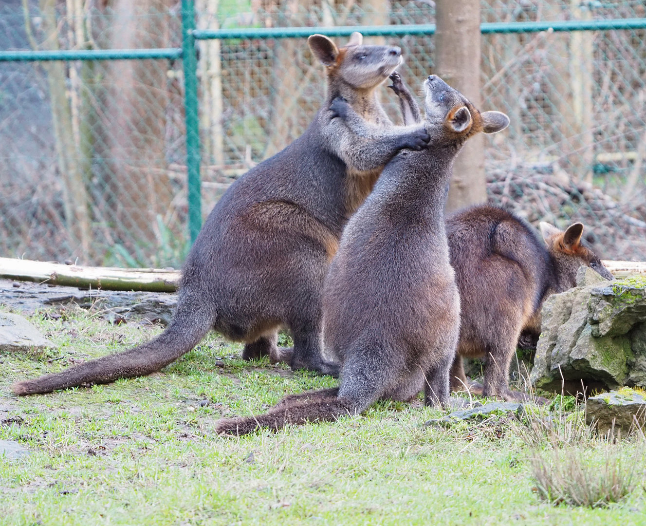 Argument between Swamp wallabies (Wallabia bicolor), 2022-01-02