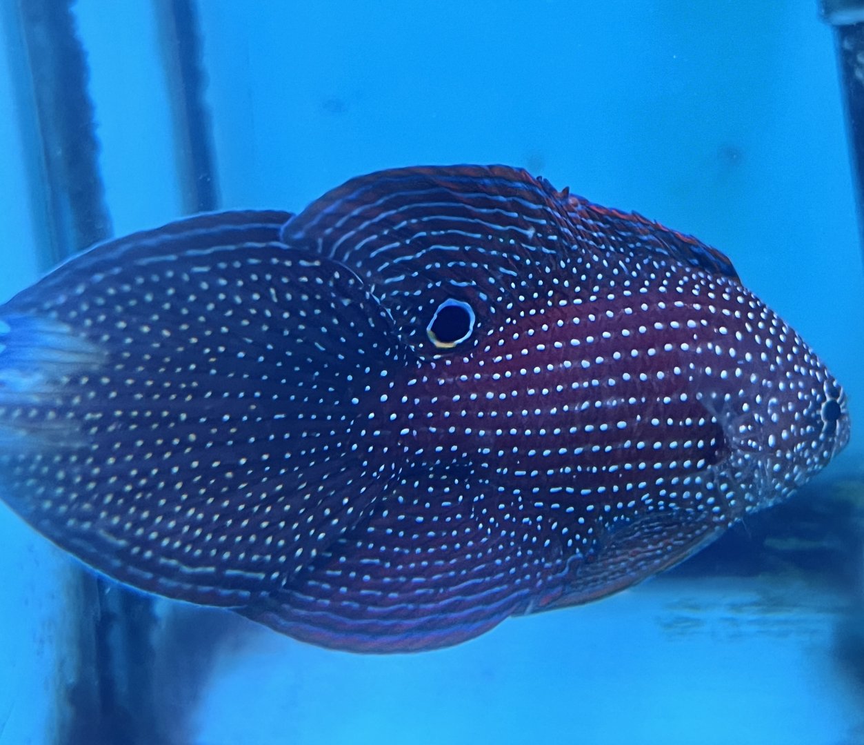 Argus Comet (Calloplesiops argus)