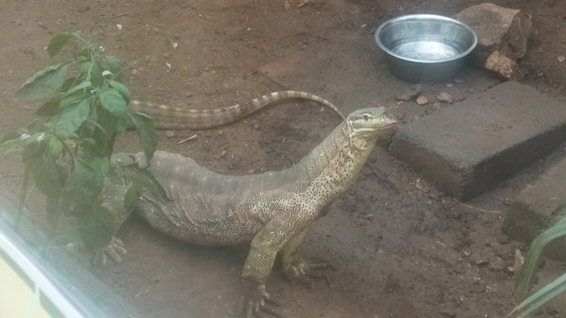 Argus Monitor 11/12/21