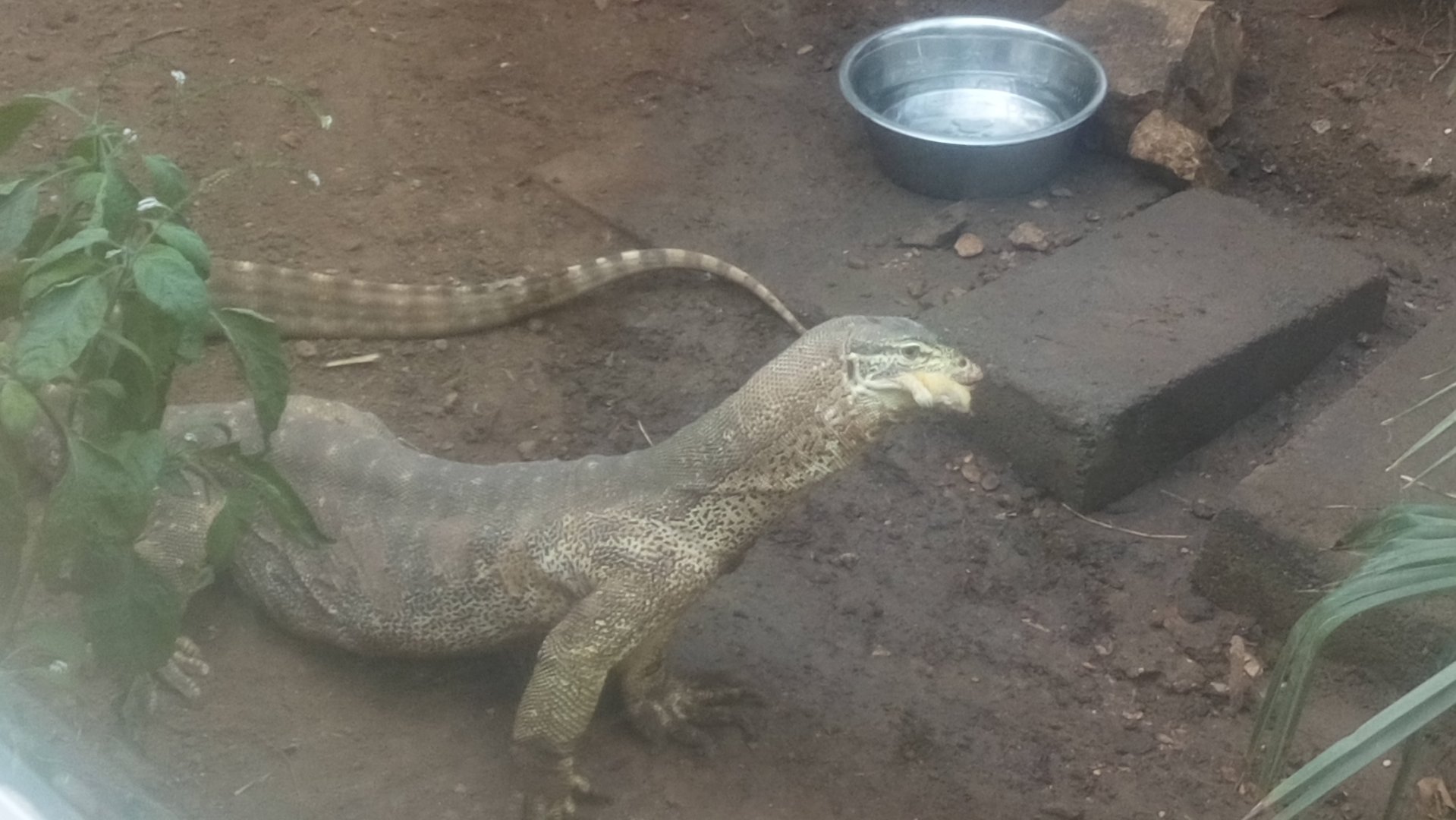 Argus Monitor lunch 11/12/21