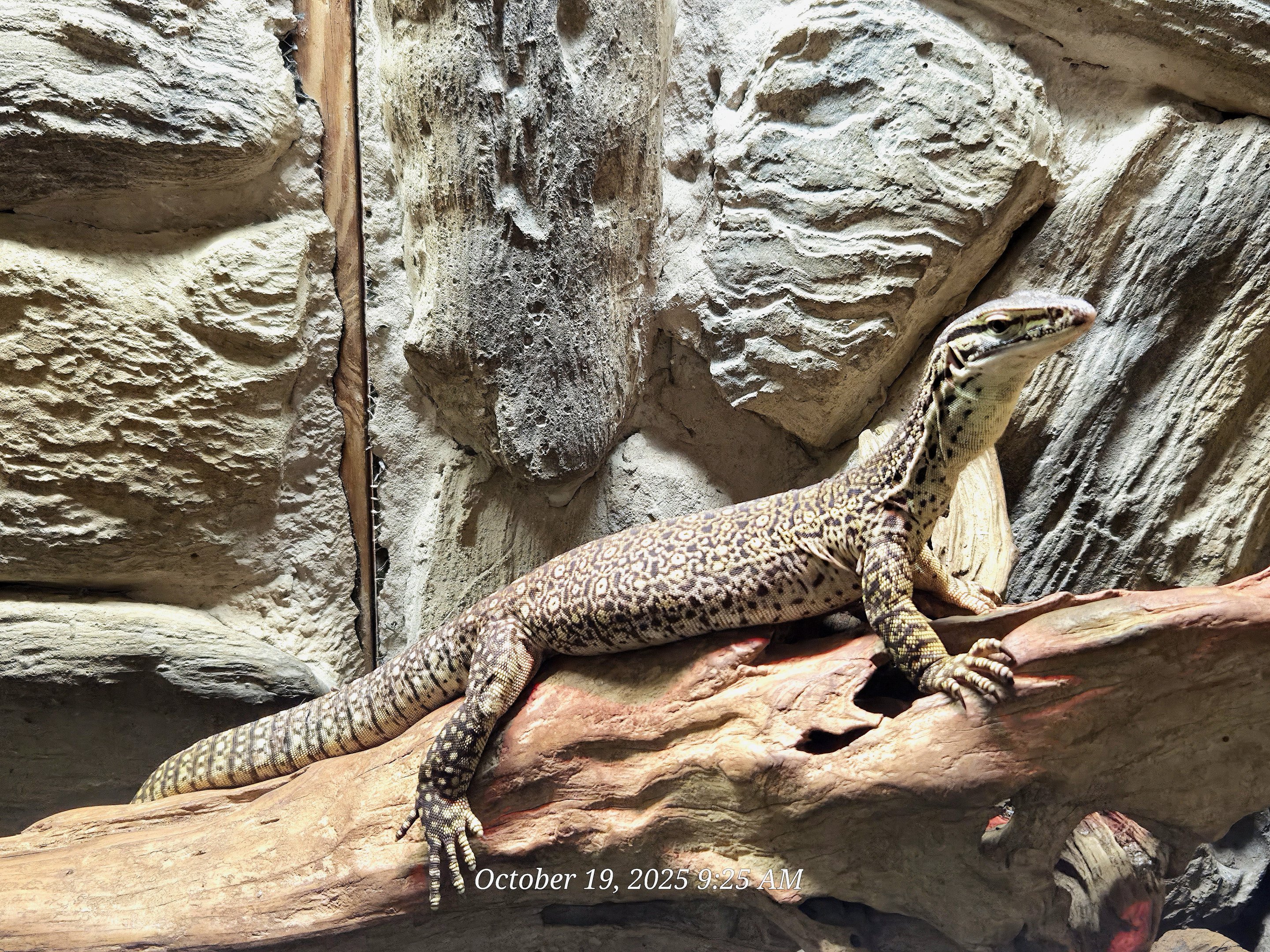 Argus Monitor - Rainforest Adventures