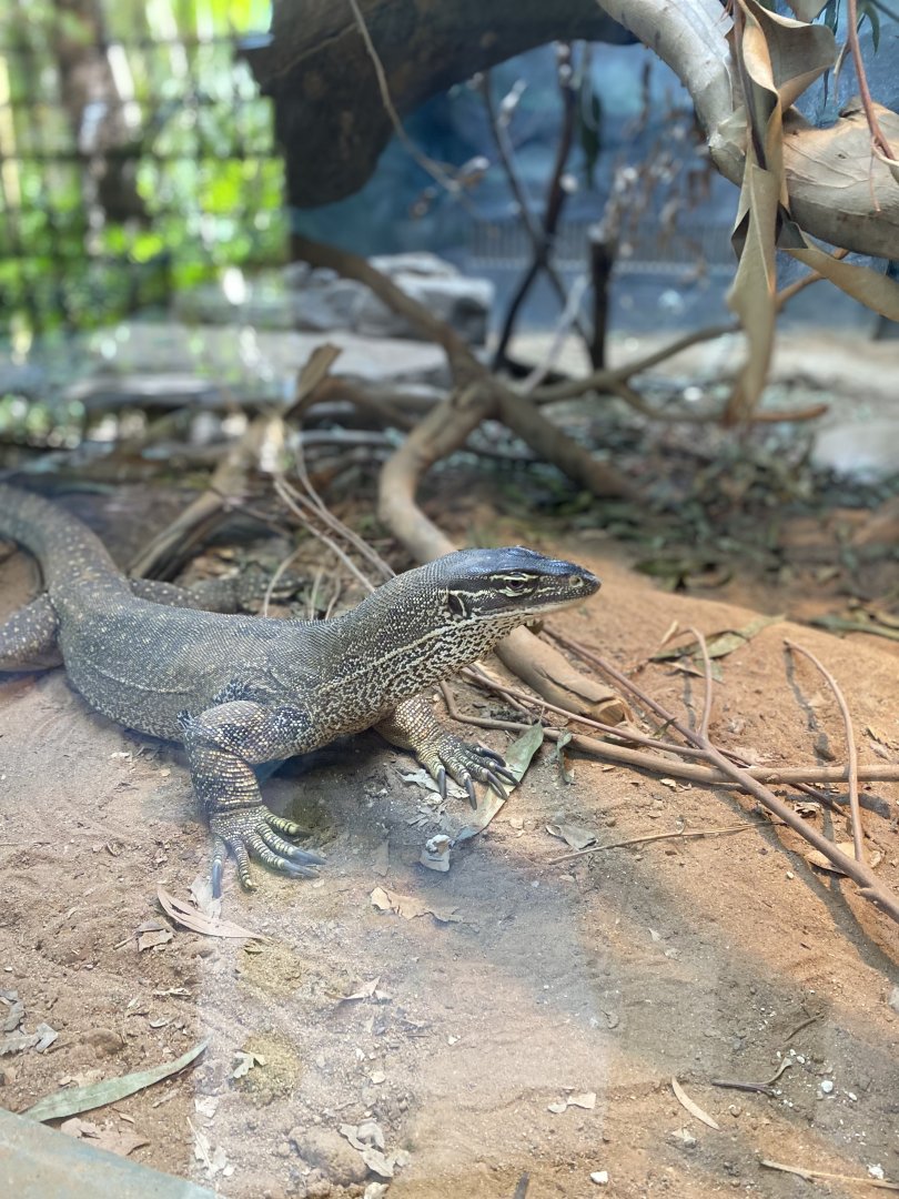 Argus Monitor - Reptile House