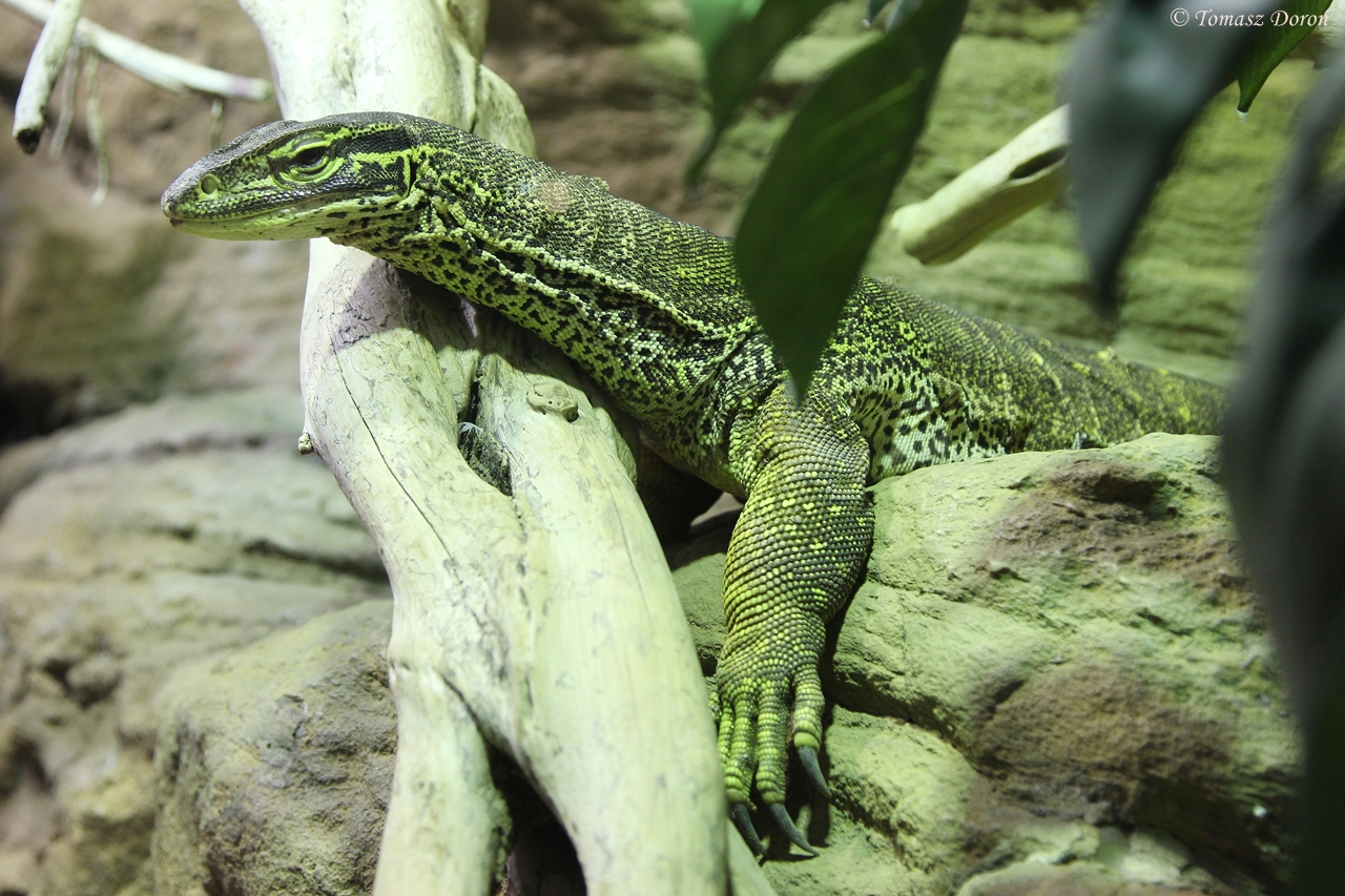 Argus Monitor (Varanus panoptes)
