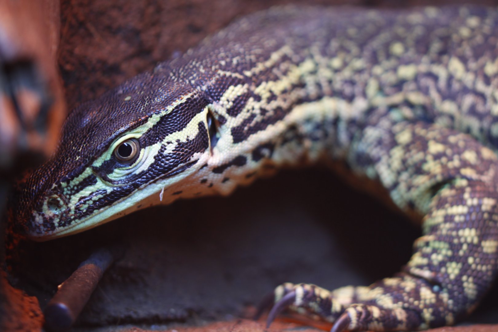 Argus monitor (Varanus panoptes)